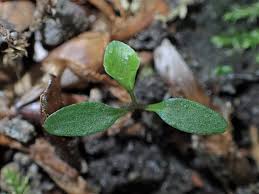 Attēlu rezultāti vaicājumam “Viola riviniana leaf”