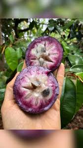 Attēlu rezultāti vaicājumam “Potentilla argentea fruit”