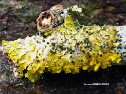 Attēlu rezultāti vaicājumam “Xanthoriicola physciae”