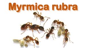 Attēlu rezultāti vaicājumam “Myrmica rubra”
