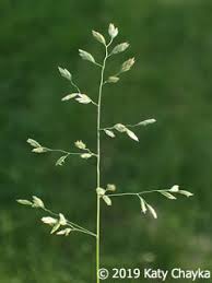 Attēlu rezultāti vaicājumam “Poa trivialis flower”