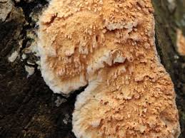 Attēlu rezultāti vaicājumam “Basidioradulum radula”