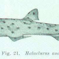 Image result for Poroderma pantherinum