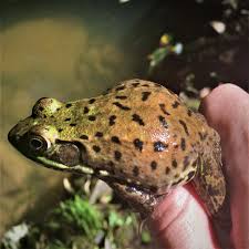 Attēlu rezultāti vaicājumam “Ranidae”