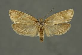 Attēlu rezultāti vaicājumam “Diurnea lipsiella”