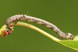 Attēlu rezultāti vaicājumam “Plagodis pulveraria”