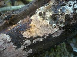 Attēlu rezultāti vaicājumam “Steccherinum fimbriatum”