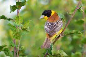 Image result for Emberiza melanocephala