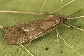 Attēlu rezultāti vaicājumam “Diurnea lipsiella”