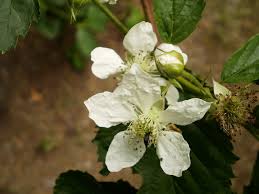 Attēlu rezultāti vaicājumam “Rubus caesius flower”