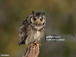 Image result for Otus scops