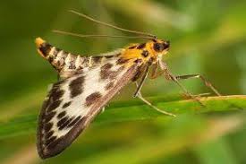 Attēlu rezultāti vaicājumam “Dasytes caeruleus imago”