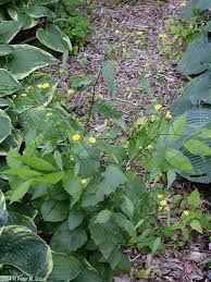 Attēlu rezultāti vaicājumam “Lapsana communis leaf”