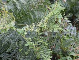 Attēlu rezultāti vaicājumam “Fallopia dumetorum leaf”