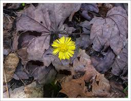 Attēlu rezultāti vaicājumam “Tussilago farfara flower”