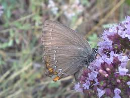 Attēlu rezultāti vaicājumam “Satyrium ilicis”