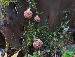 Attēlu rezultāti vaicājumam “Tubifera ferruginosa (subsp. ferruginosa)”