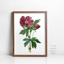 Image result for Stockrose