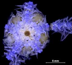 Attēlu rezultāti vaicājumam “Heterotrichia oerstedii (syn. Arcyria oerstedii)”