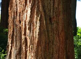 Image result for Mammutbaum