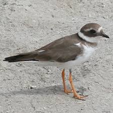 Attēlu rezultāti vaicājumam “Charadrius hiaticula”