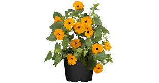 Image result for schwarzäugige Susanne