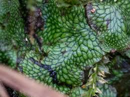 Attēlu rezultāti vaicājumam “Conocephalum salebrosum sporophyte”