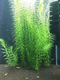 「水蘊草」的圖片搜尋結果