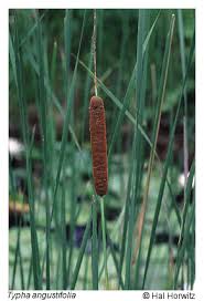 Attēlu rezultāti vaicājumam “Typha angustifolia”