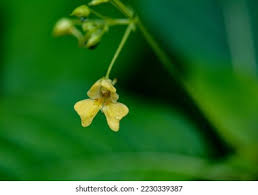 Attēlu rezultāti vaicājumam “Impatiens parviflora flower”