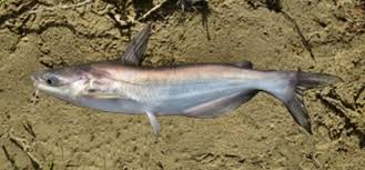 Image result for Ictalurus furcatus