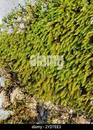 Attēlu rezultāti vaicājumam “Leucodon sciuroides”