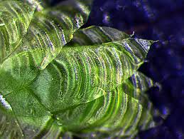 Attēlu rezultāti vaicājumam “Neckera pennata sporophyte”