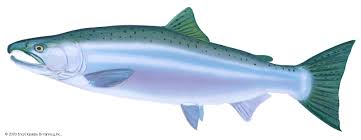 Image result for Oncorhynchus kisutch