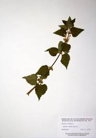 Attēlu rezultāti vaicājumam “Lamium album leaf”