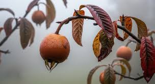 Attēlu rezultāti vaicājumam “Mespilus germanica leaf”