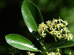 Attēlu rezultāti vaicājumam “Euonymus flower”