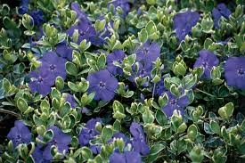 Attēlu rezultāti vaicājumam “Vinca minor”