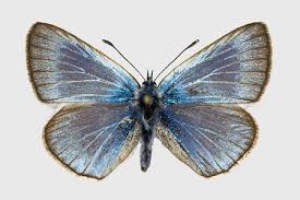 Attēlu rezultāti vaicājumam “Agrodiaetus amandus”