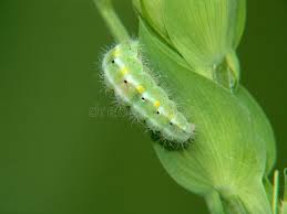 Attēlu rezultāti vaicājumam “Zygaena viciae”