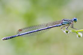 Attēlu rezultāti vaicājumam “Platycnemis pennipes”