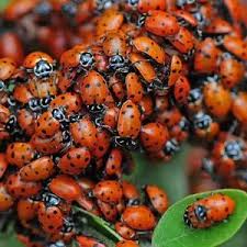 Attēlu rezultāti vaicājumam “Coccinellidae”