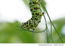 Attēlu rezultāti vaicājumam “Papilio machaon larva”