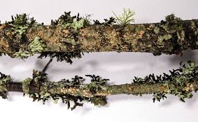 Attēlu rezultāti vaicājumam “Aleurodiscus amorphus”