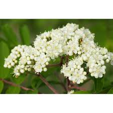 Attēlu rezultāti vaicājumam “Sorbus aucuparia flower”