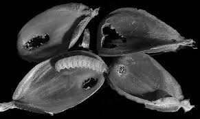 Attēlu rezultāti vaicājumam “Phleogena faginea young”