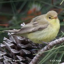Attēlu rezultāti vaicājumam “Hippolais icterina”