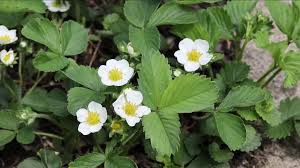 Attēlu rezultāti vaicājumam “Fragaria x ananassa”