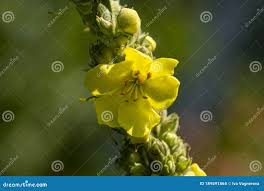 Attēlu rezultāti vaicājumam “Verbascum densiflorum bud”