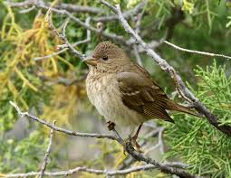 Attēlu rezultāti vaicājumam “Carpodacus erythrinus”